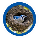 BlueJay in a nest